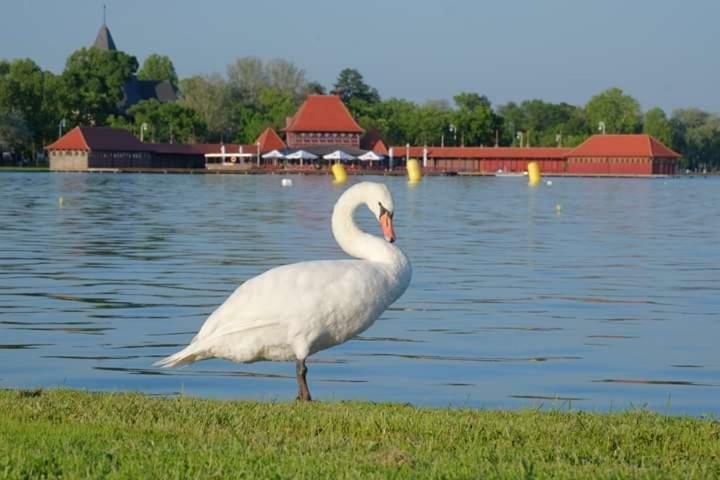 Vila Eden Palić Exterior foto